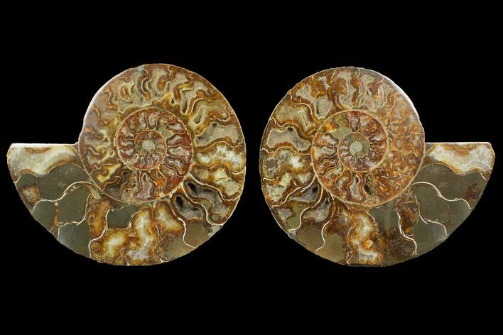 Bargain, Cut & Polished Ammonite Fossil - Madagascar #148065